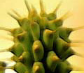 Weight loss. Hoodia - natural way to lose weight.