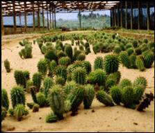 Hoodia. Hoodia - natural way to lose weight.